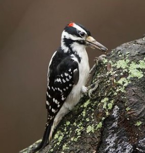 Arkive: hairy-woodpecker-male-on-tree-stump, Wild Nature Pictures.
